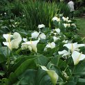 Zantedeschia aethiopica